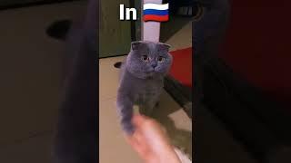 Kucing Rusia  Vs Kucing Indonesia  #shorts  #russia #indonesia #kucing #kucinglucu