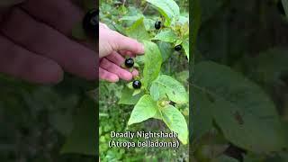 Deadly Nightshade Atropa belladonna