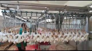 طريقة ذبح الدجاج في المصانع 