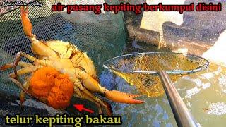 kepiting paling mahal ternyata segampang ini nampaknya hanya dengan alat sederhana bisa dapat banyak