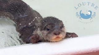 Baby Otters Fear Training and Relaxation Time