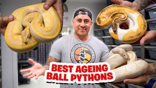 Our BEST Ageing Ball Pythons