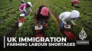 UK immigration Severe labour shortage in farming industry