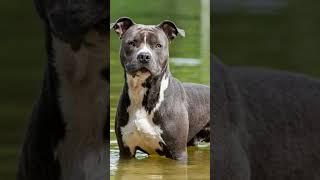 Which is the Most Protective Bully Breed?