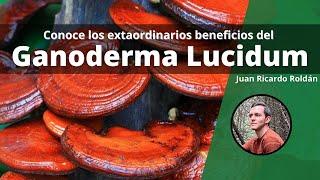 ¿Qué es el Ganoderma Lucidum Reishi y qué beneficios aporta a la salud? - Juan Ricardo Roldán