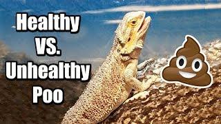 Healthy VS Unhealthy Bearded Dragon Poo