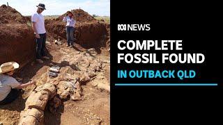 Australias first complete plesiosaur fossil discovered in outback Queensland  ABC News