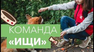 Как научить собаку команде ищи. ️Учим собаку искать по запаху