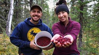 Wild Cranberries & Spruce Grouse  Harvesting Dinner from the Forest