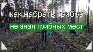 Как набрать грибовдаже совсем не зная грибных мест