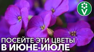 ПОСЕЙТЕ ЭТИ ЦВЕТЫ В ИЮНЕ-ИЮЛЕ И ОНИ ПОРАДУЮТ ВАС ПЫШНЫМ ЦВЕТЕНИЕМ В СЛЕДУЮЩЕМ ГОДУ