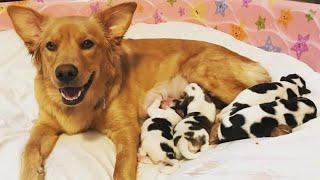 When the dog was foaled its owner could not believe his eyes when he looked at the puppies