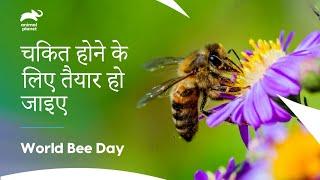 मधुमक्खियां शहद कैसे बनाती हैं  How do bees make honey  How do animals do that? - Animal Planet