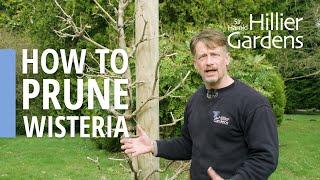 How to prune wisteria  Sir Harold Hillier Gardens