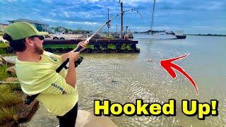 Galveston is INFESTED with these MASSIVE FISH Catch & Cook