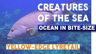 Creatures of the Sea - Yellow-edge Lyretail