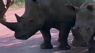 Lion Rhino and Elephant Attack Cars and Tourist