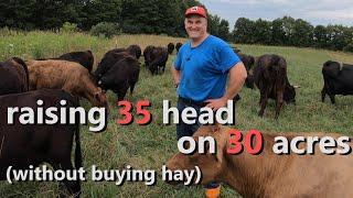 how we raise 35 Dexter cattle on 30 acres - without buying hay