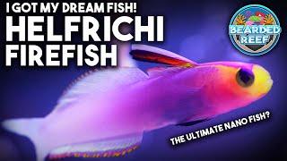 Helfrichi Firefish my dream fish and possibly the most sought after and expensive nano reef fish