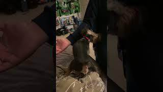 Dog trying to get his dog toy           #dog #doglover #dogshorts #dogfunny #dogvideo #dogvlog