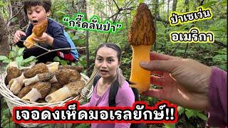 V369 เจอดงเห็ดมอเรลยักษ์ กรี๊ดลั่นป่าเซเว่นสองแม่ลูก A full basket of Giant Morels found in one spot