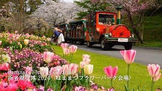 【Hamanako Flower Expo 2024】 Cherry blossoms in full bloom Hamamatsu Flower Park