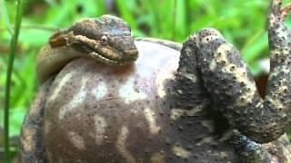 culebra y sapo ¿qué guerra