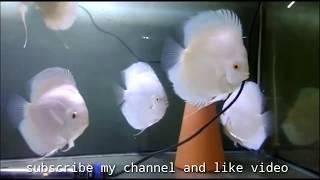 Albino Platinum Discus Fish