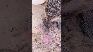 #shorts #short #shortvideo #cat #catvideos #catlover #hedgehog #animals #türkiye #antalya