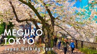 Walking along the Meguro River in Japan where cherry blossoms bloom 4K 60fps HDR