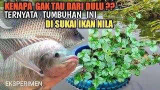 CAMPURAN LUMUT TERBAIK UNTUK MANCING IKAN NILAUmpan Jitu