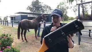 Clermont Veterinary Surgery horse breeding season video