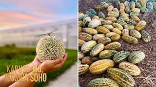 Melon na nagkakahalaga ng 5 million yen matatagpuan sa Pilipinas?  Kapuso Mo Jessica Soho