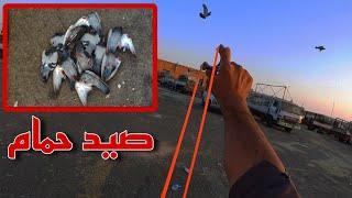 صيد حمام الجزء 86 Pigeon hunting