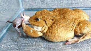 Asian Bullfrog Eats Banded Bullfrog Asian Bullfrog Live Feeding