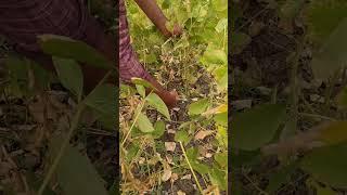 Soybean plant sample collection for observations in research