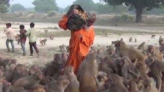 Guru swarmed by monkeys in northern India