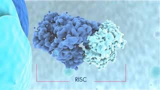 Biogenesis of miRNAs and mode of action