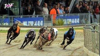 Greyhound Race - Dog Racing