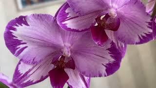 Тоши - нереальная орхидея с крупными цветами