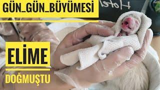 Gurbetci anne günlüğü bir kilo BİRİCİK gün gün büyüme anı