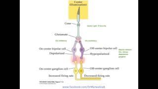 On and Off center retinal cells