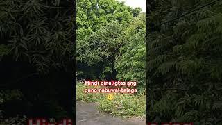 Natumba na talaga ang Puno Ng balete #everyone #trendingvideo #shortvideo