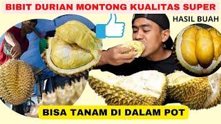 BIBIT DURIAN BAWOR TERBESAR KUALITAS TERBAIK DI INDONESIA