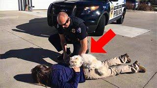 Cops Rushed Over When Pet Owner Notices a Mysterious Cat Collar on His Pet