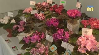 На виставці фіалок і кактусів у Миколаєві представили ексклюзивні види квітів