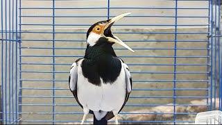 Suara Jalak Suren Gacor Mompa Isian Variasi - Pancingan Jalak Suren agar Burung Jalak Auto Bunyi