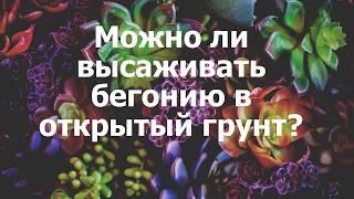 Можно ли высаживать бегонию в открытый грунт?