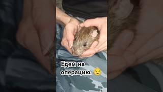 Дикий пасюк Тархун едет на операцию.  Удаление липомы.  #wildrats #cuterats #волонтерство #like