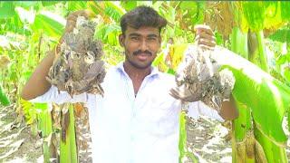 Kaadai  pepper fry ANGRY BIRDS FRY \QUAIL FRY  COOKING  IN  village  by  village  style cooking